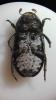 Dermestes laniarius